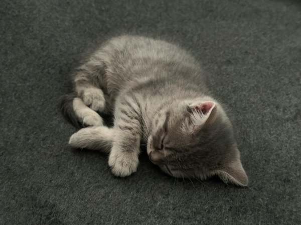 Préserver le pelage de votre chien pendant l'hiver