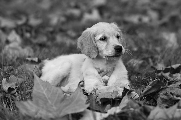 Les équipements indispensables dans un parc pour chiens